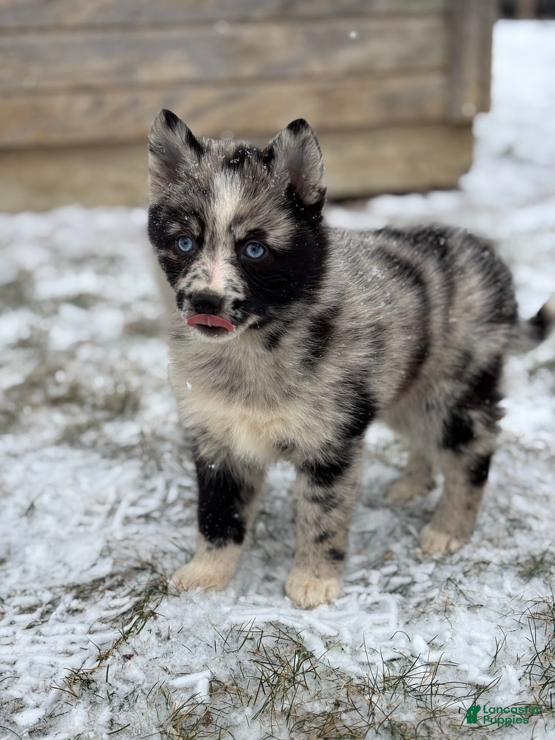 Pomsky dogs for sale: Gemma - Ad 3