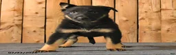 German Shepherd dogs for sale: Fable - Ad 3