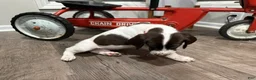 German Shorthaired Pointer dogs for sale: Toby - Ad 3