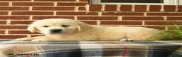 Golden Retriever dogs for sale: Pickwick - Ad 4
