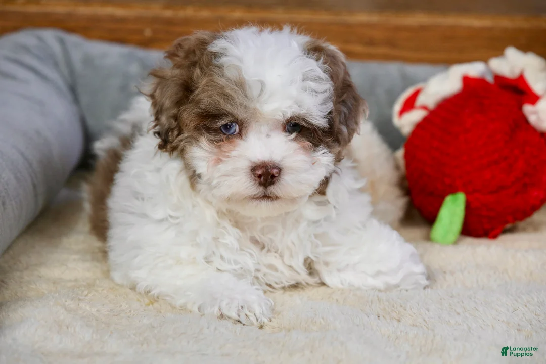 Shihpoo dogs for sale: Radlee - Ad 2