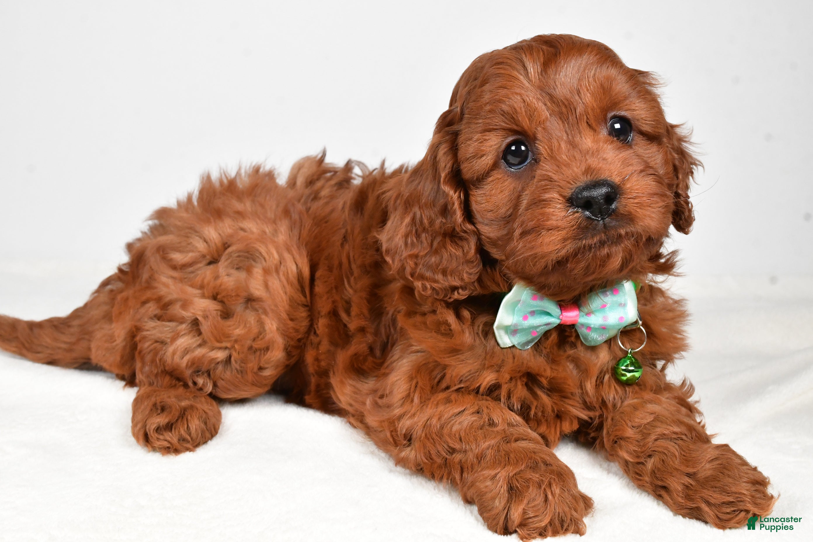 Cavapoo dogs Jet - Ad 23