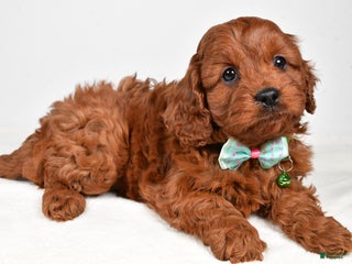 Cavapoo dogs Jet - Ad 23