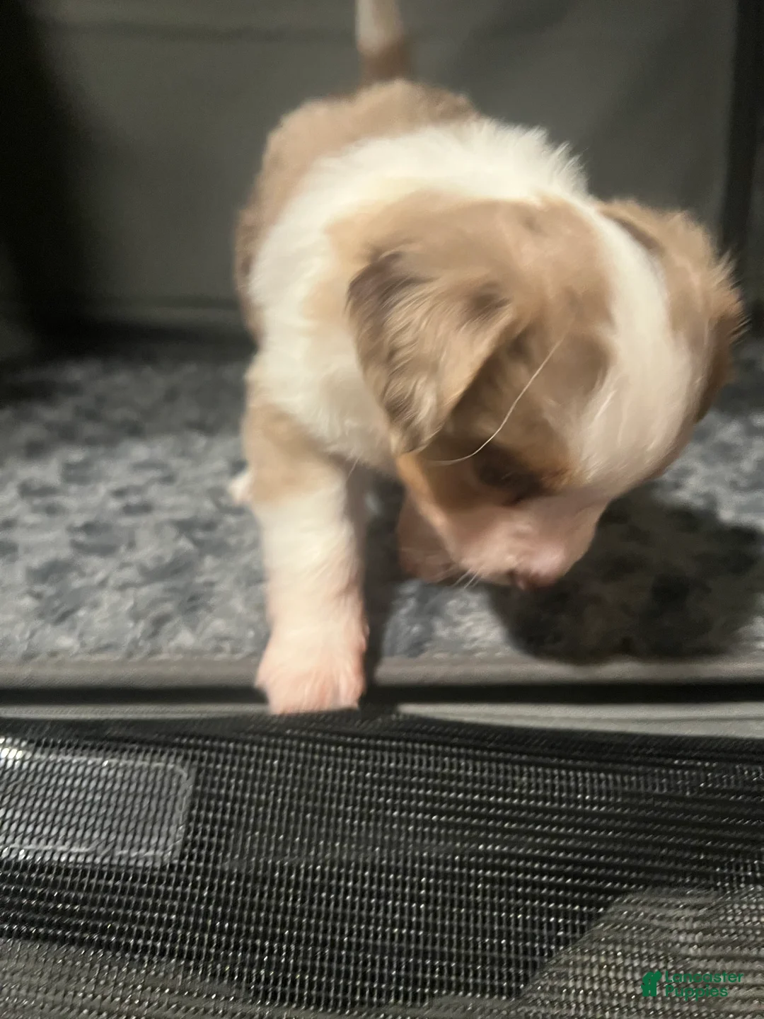 Toy Australian Shepherd dogs for sale: Toy Australian Shepherd Minnie Mouse - Ad 4