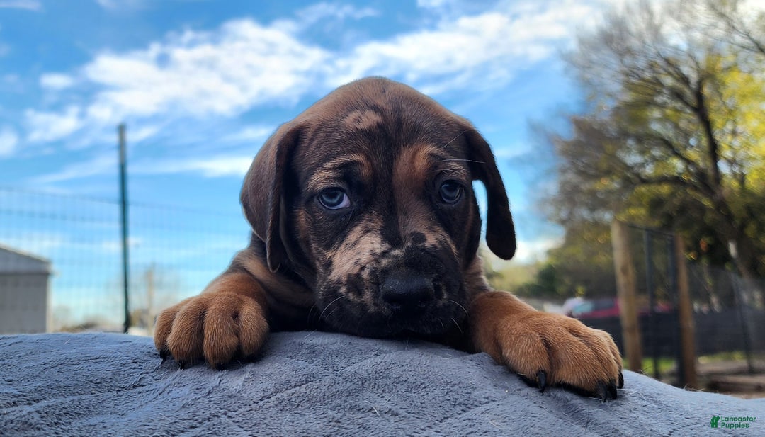 Catahoula Leopard Dog dogs for sale: Tala 2025 Male 2 - Ad 16