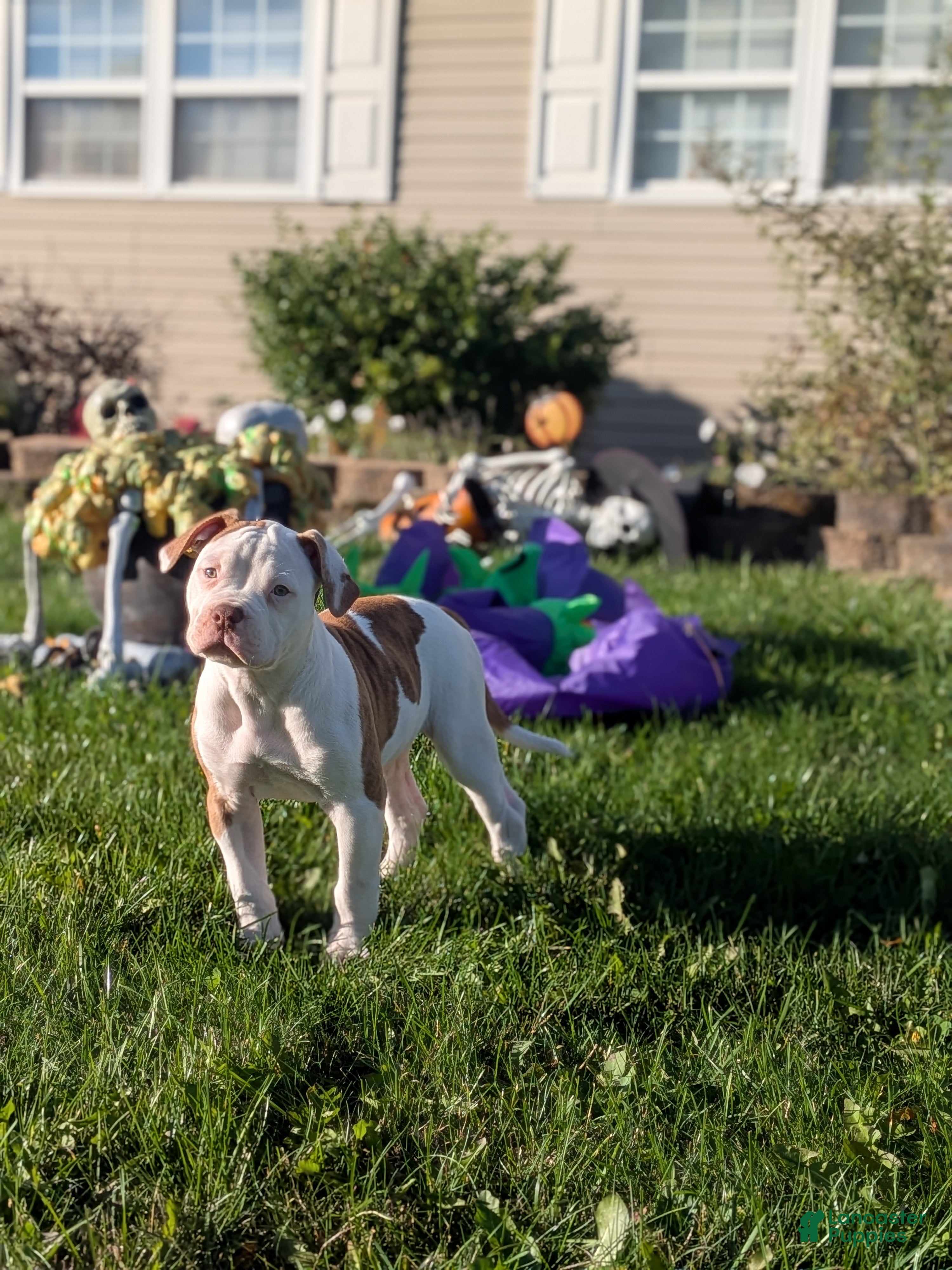 American Bulldog Puppies for sale Lancaster Puppies