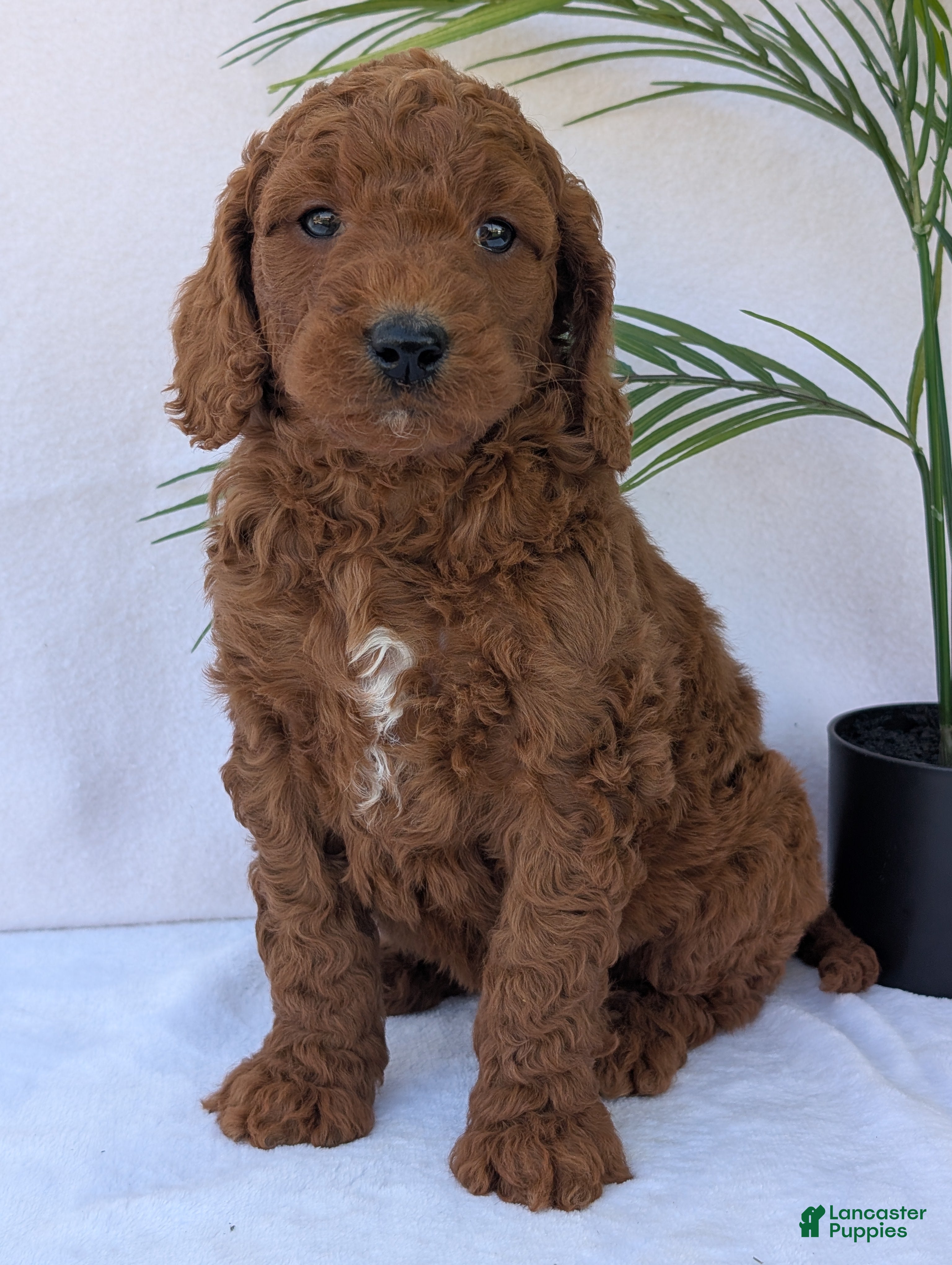 Goldendoodle dogs Ruby - Ad 2