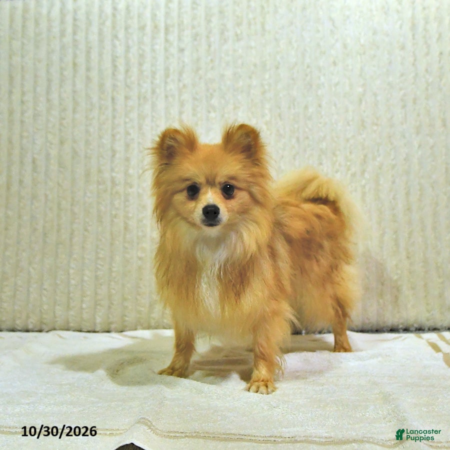 Pomeranian dogs for sale: Teddy bear - Ad 2
