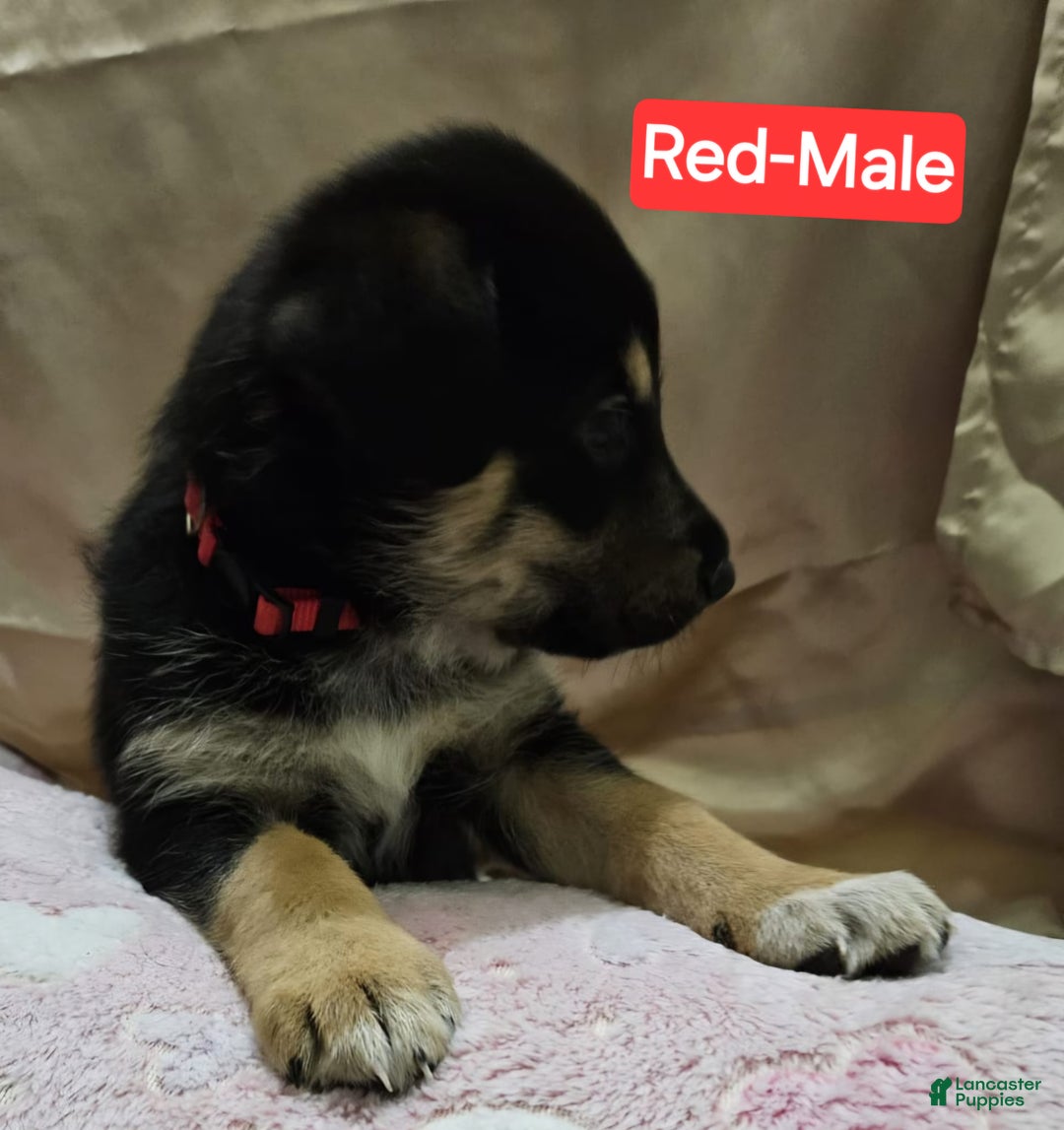 Mixed Breed dogs for sale:  Puppy 5 Red - Ad 3