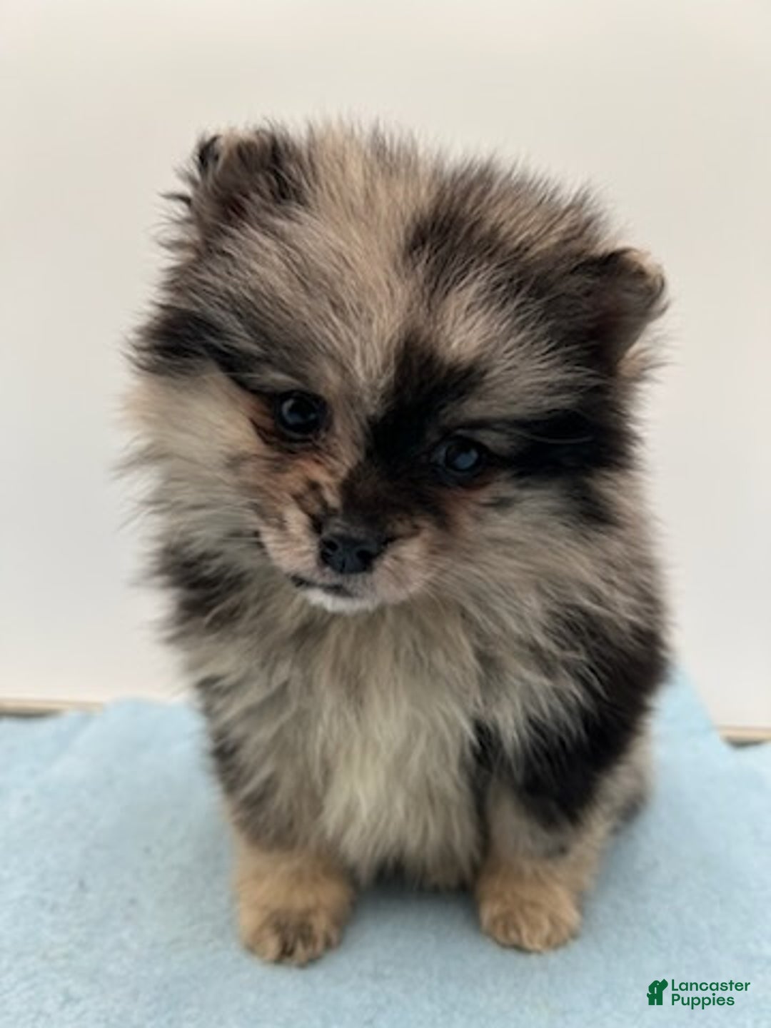 Pomsky dogs for sale: Franky - Ad 3