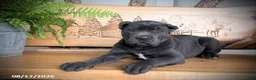 Cane Corso dogs for sale: Sasha - Ad 2