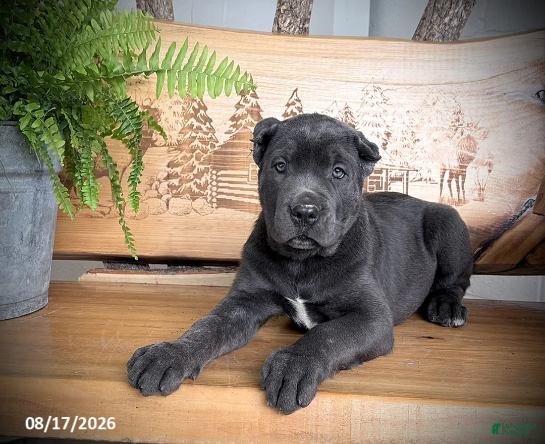 Cane Corso dogs for sale: Sasha - Ad 2