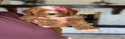 Mini Bernedoodle dogs for sale: Stella - Ad 3