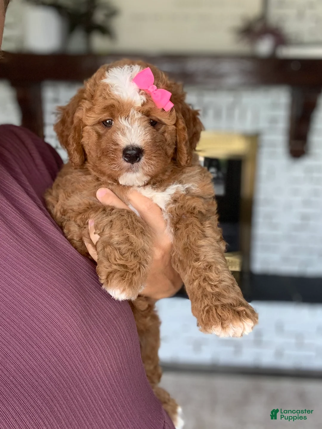 Mini Bernedoodle dogs for sale: Stella - Ad 3