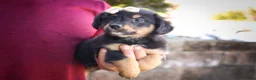 Mini Aussiedoodle dogs for sale: Leo 🦴 - Ad 17