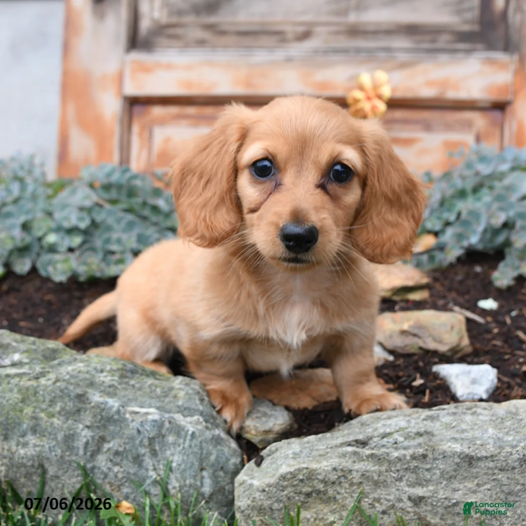 Miniature Dachshund dogs for sale: Rosie - Ad 1