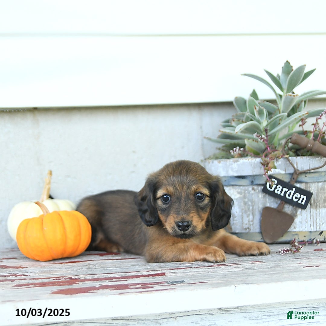 Miniature Dachshund dogs for sale: Chloe - Ad 7