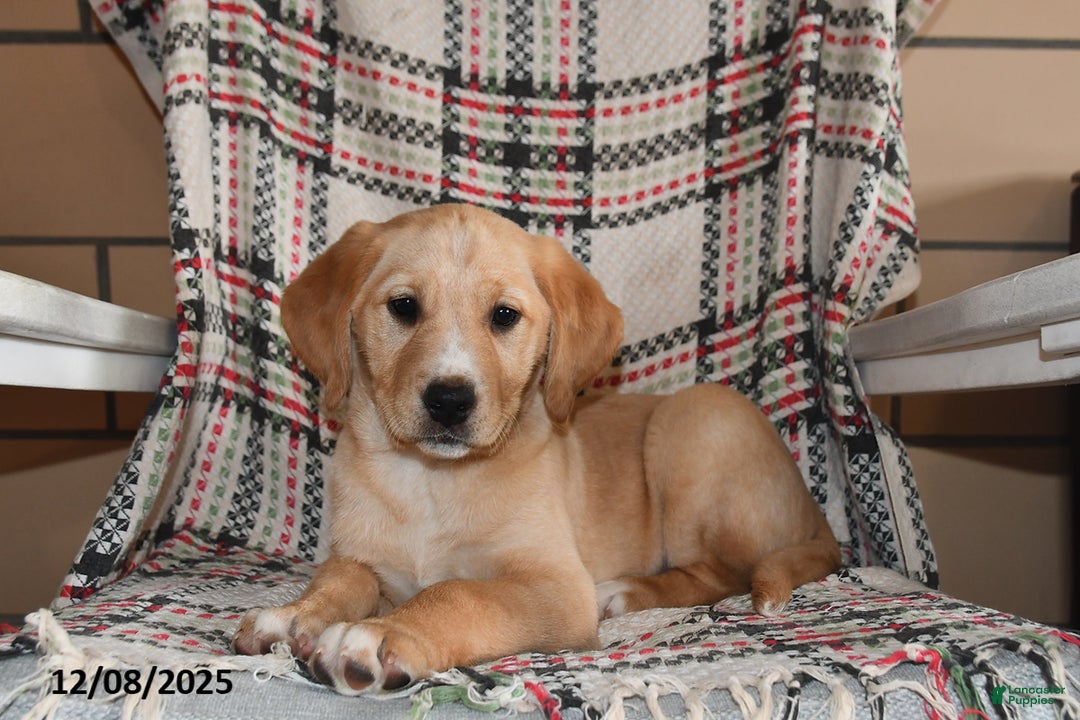 Labrador Retriever dogs for sale: Piper - Ad 2