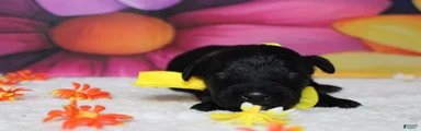 Onyx 