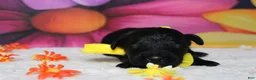 Bernedoodle dogs for sale: Onyx  - Ad 1