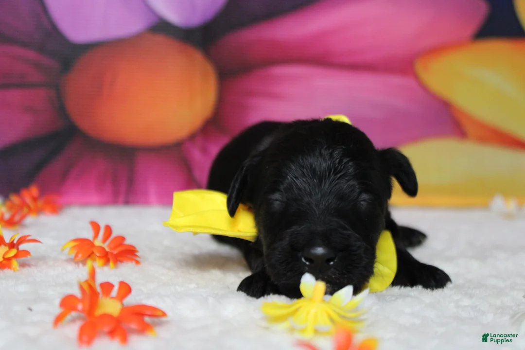 Bernedoodle dogs for sale: Onyx  - Ad 1