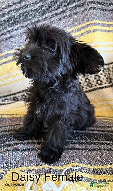 Yorkiepoo dogs Daisy - Ad 2
