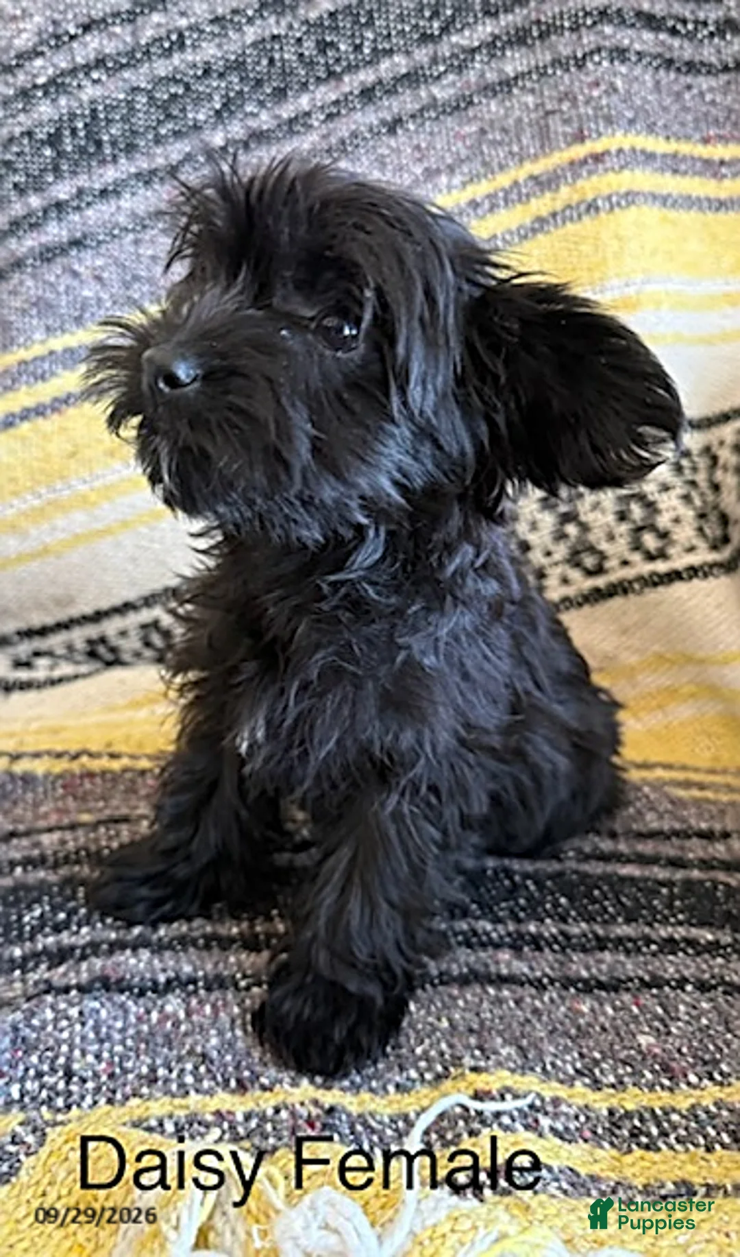 Yorkiepoo dogs for sale: Daisy - Ad 2