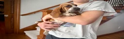 Basset Hound dogs for sale: Eva - Ad 3