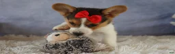 Welsh Corgi Pembroke dogs for sale: Ziggy 🩵 - Ad 13
