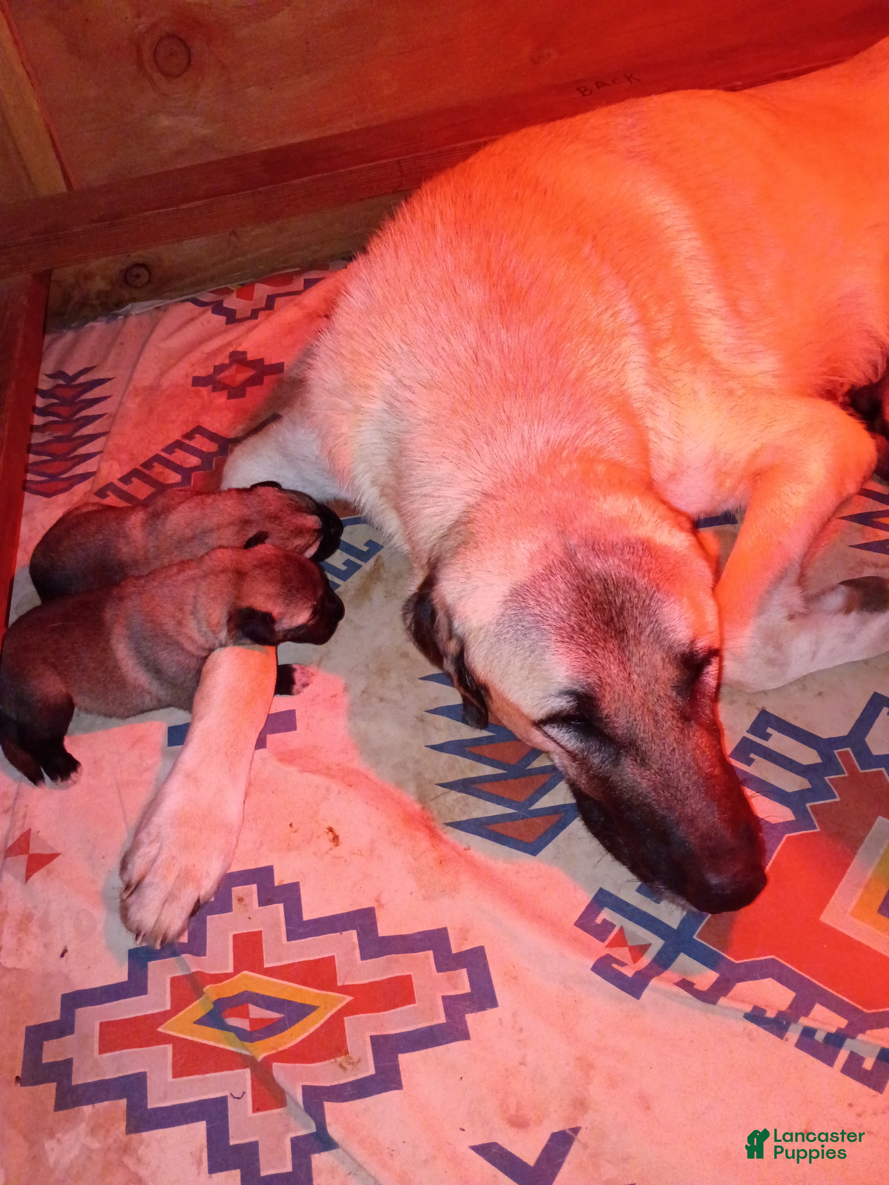 Anatolian Shepherd dogs for sale: Anatolian Shepherd 8 - Ad 1
