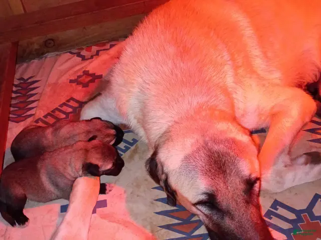 Anatolian Shepherd dogs for sale: Anatolian Shepherd 8 - Ad 1