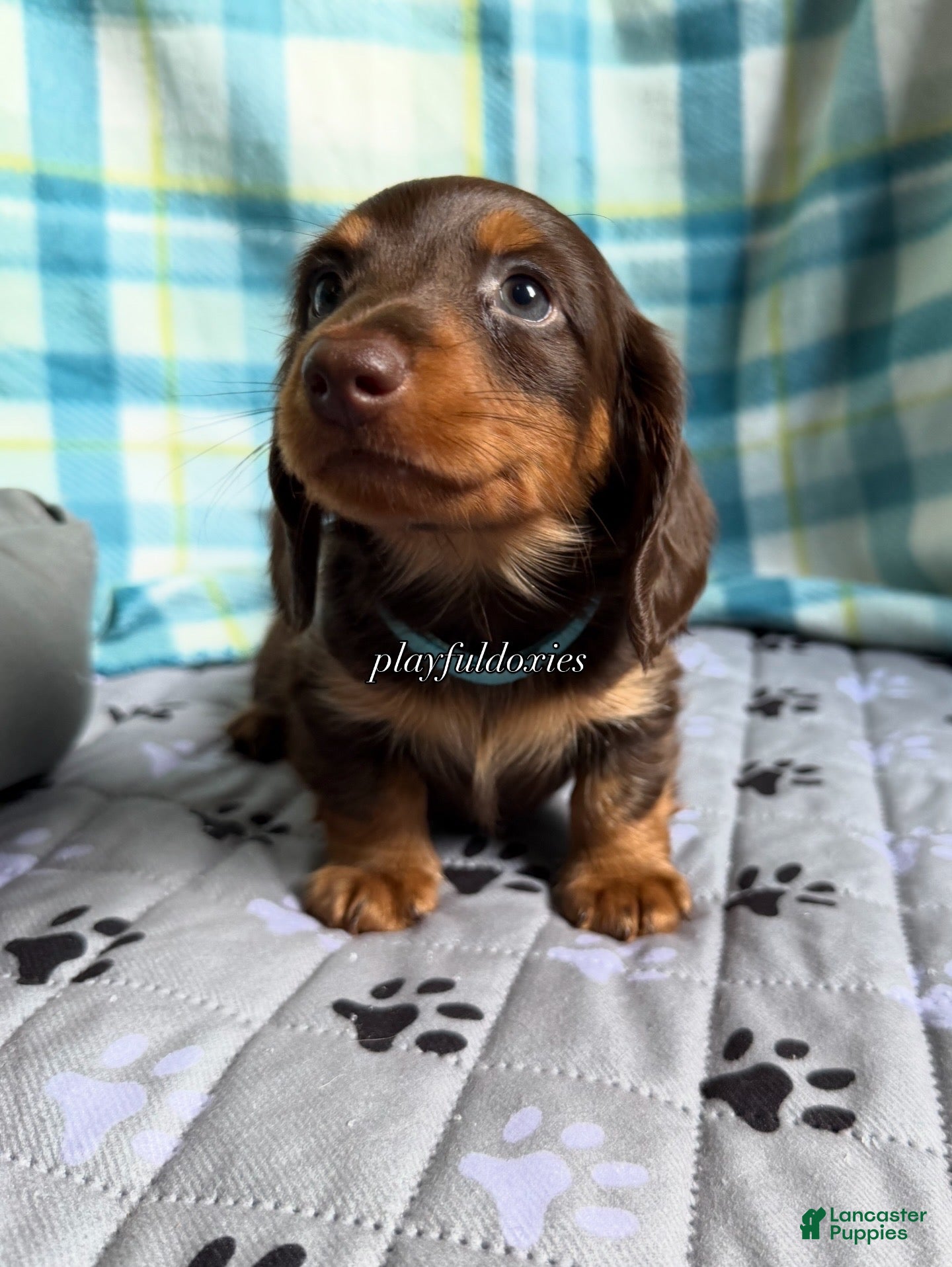 Miniature Dachshund dogs Blue Collar Miniature Dachshund Chocolate and Tan Long Haired - Ad 1