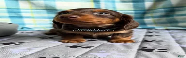 Blue Collar Miniature Dachshund Chocolate and Tan Long Haired