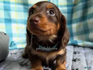 Miniature Dachshund dogs for sale: Blue Collar Miniature Dachshund Chocolate and Tan Long Haired - Ad 1