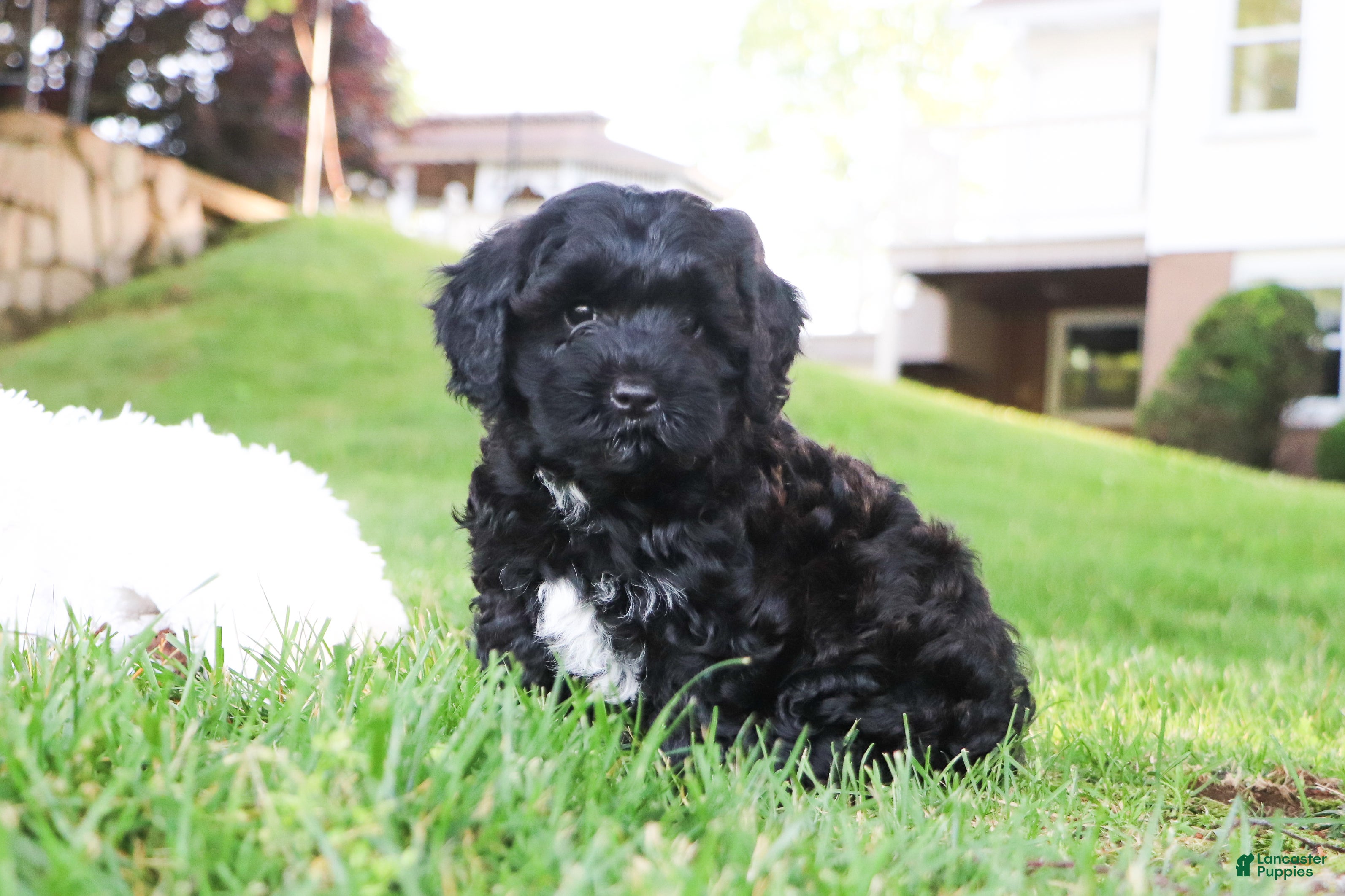 Cavapoo dogs Randall - Ad 2