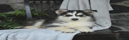 Pomsky dogs for sale: Trooper - Ad 2
