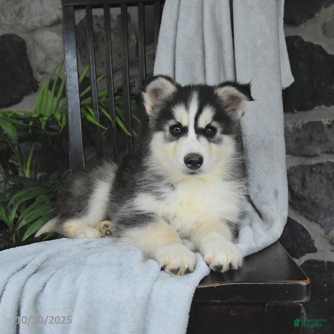 Pomsky dogs for sale: Trooper - Ad 2