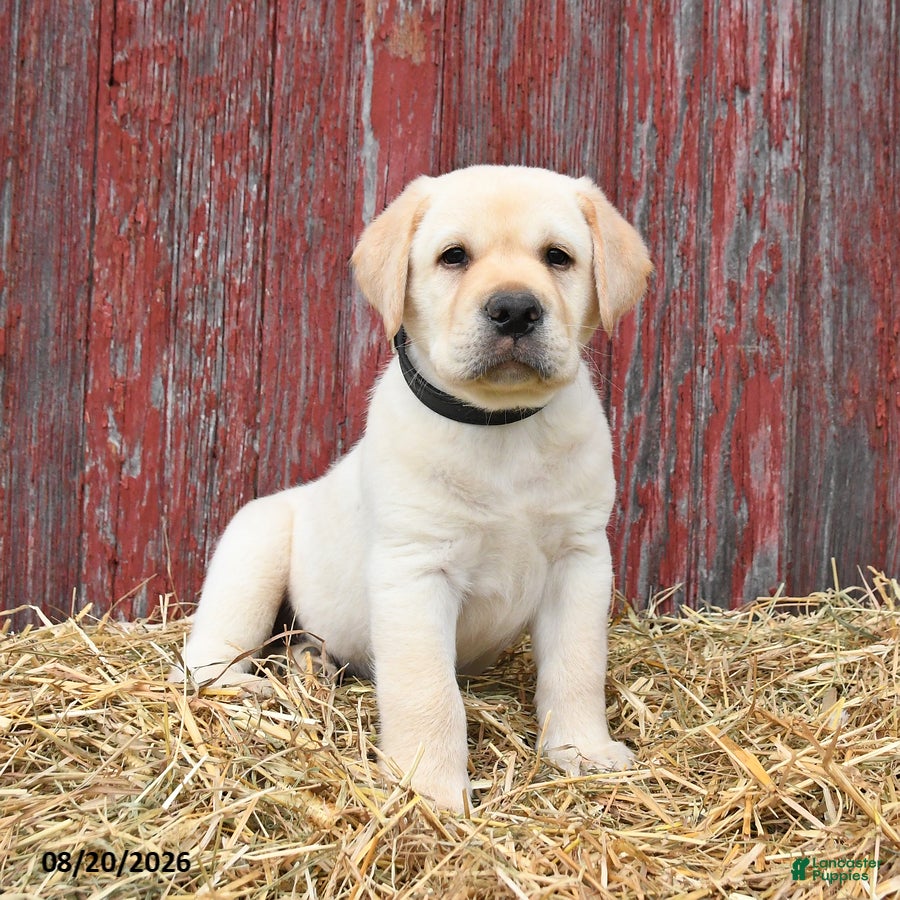 Labrador Retriever dogs Blake - Ad 2