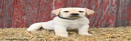 Labrador Retriever dogs for sale: Blake - Ad 2