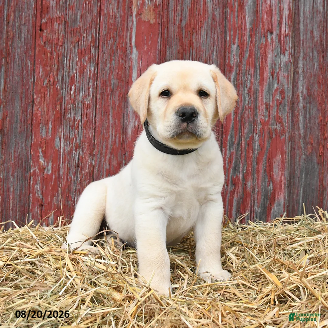 Labrador Retriever dogs for sale: Blake - Ad 2