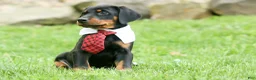 Doberman Pinscher dogs for sale:  Domino (Black Rust)🖤🐾 - Ad 3