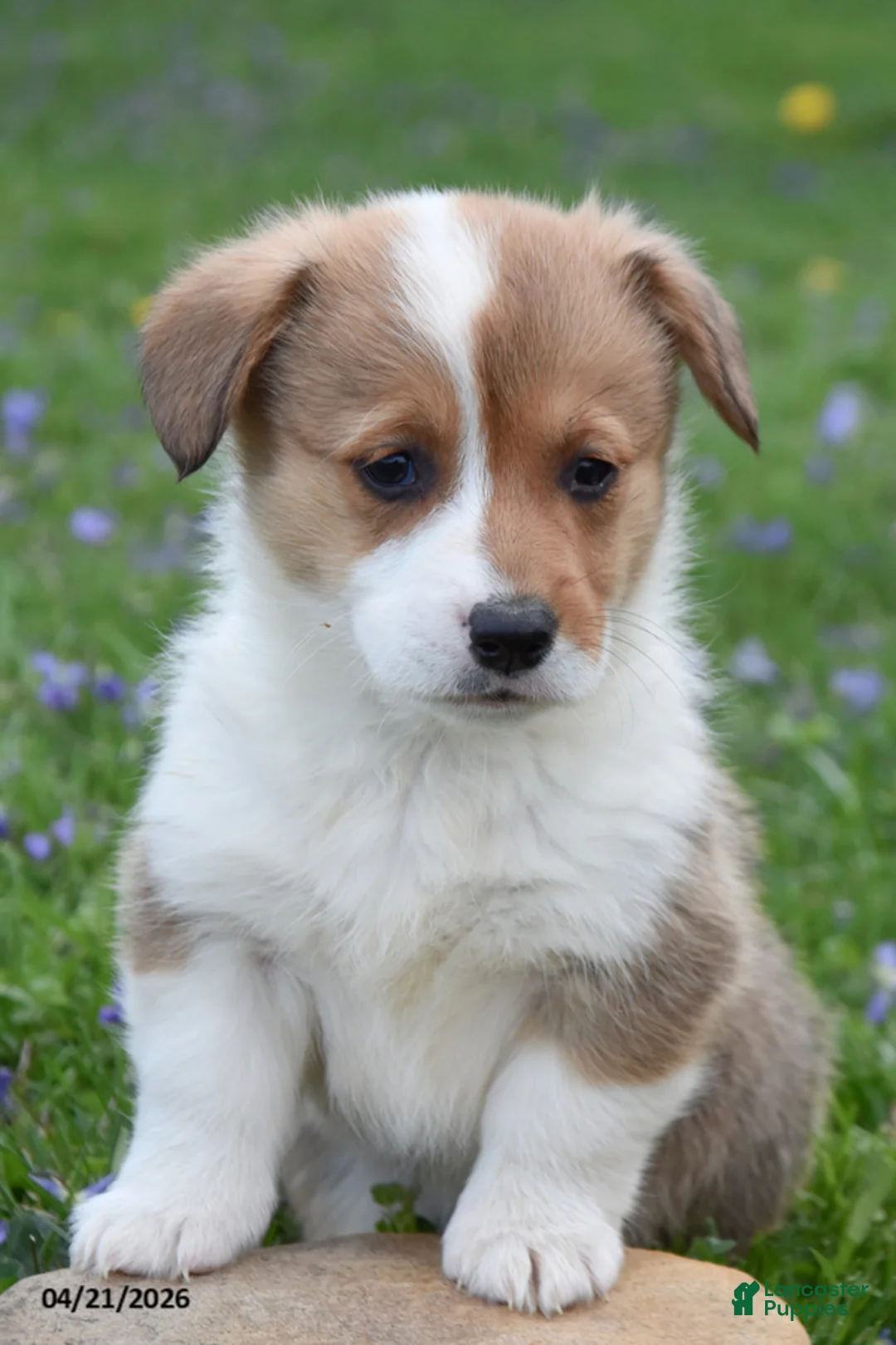 Welsh Corgi Pembroke dogs for sale: Medic - Ad 2