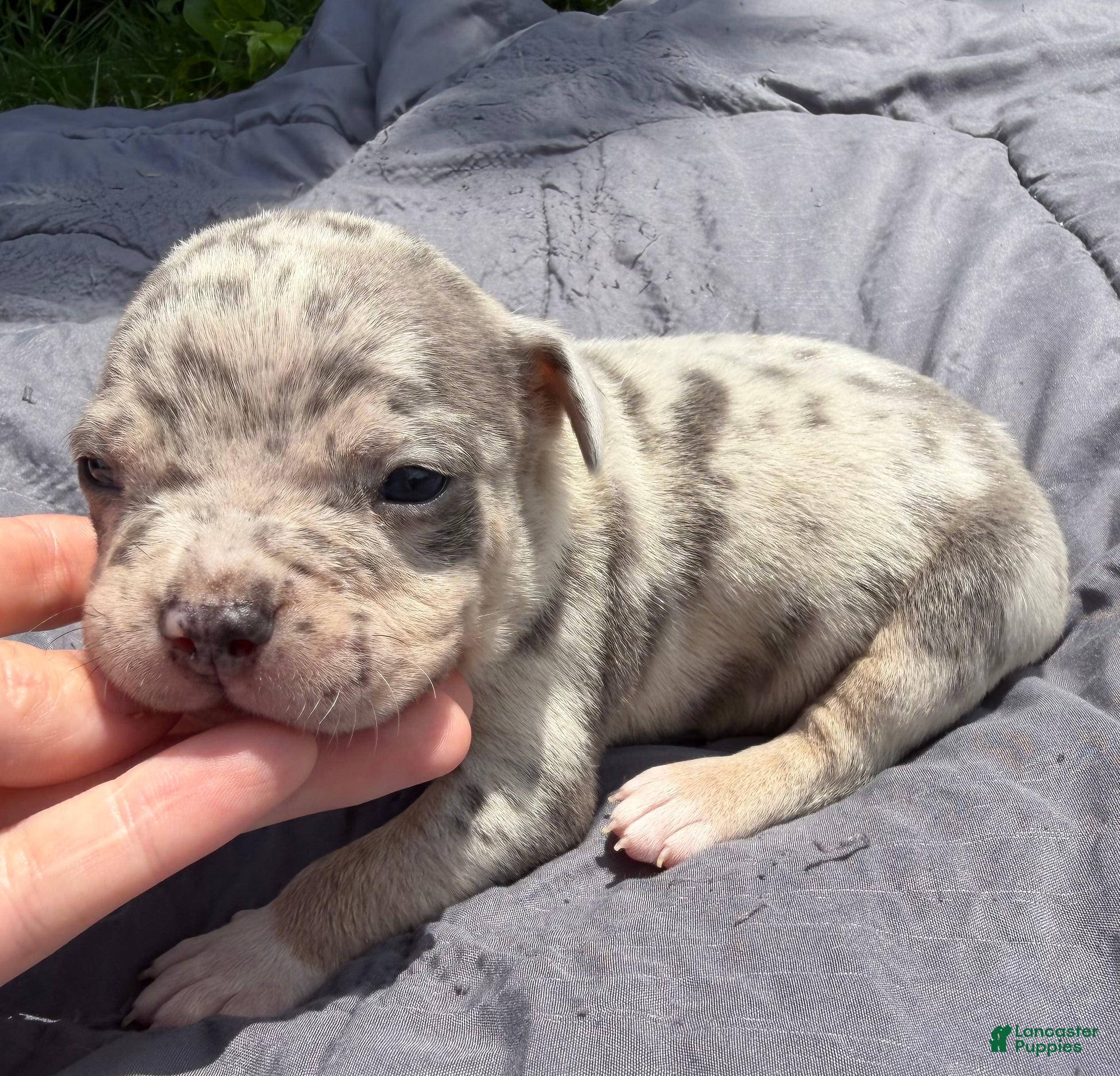 American Bully dogs Domino - Ad 2