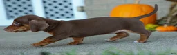 Miniature Dachshund dogs for sale:  Zoey🎀 - Ad 20