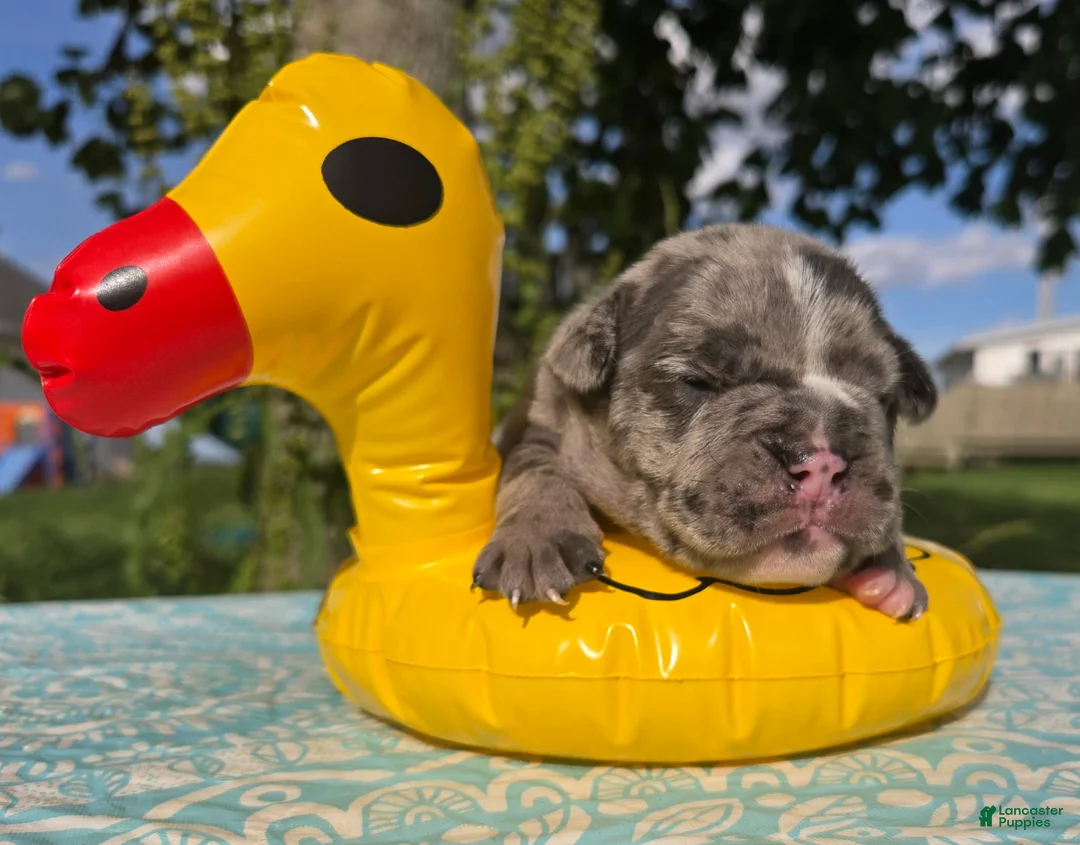 Olde English Bulldogge dogs for sale: Chase - Ad 5