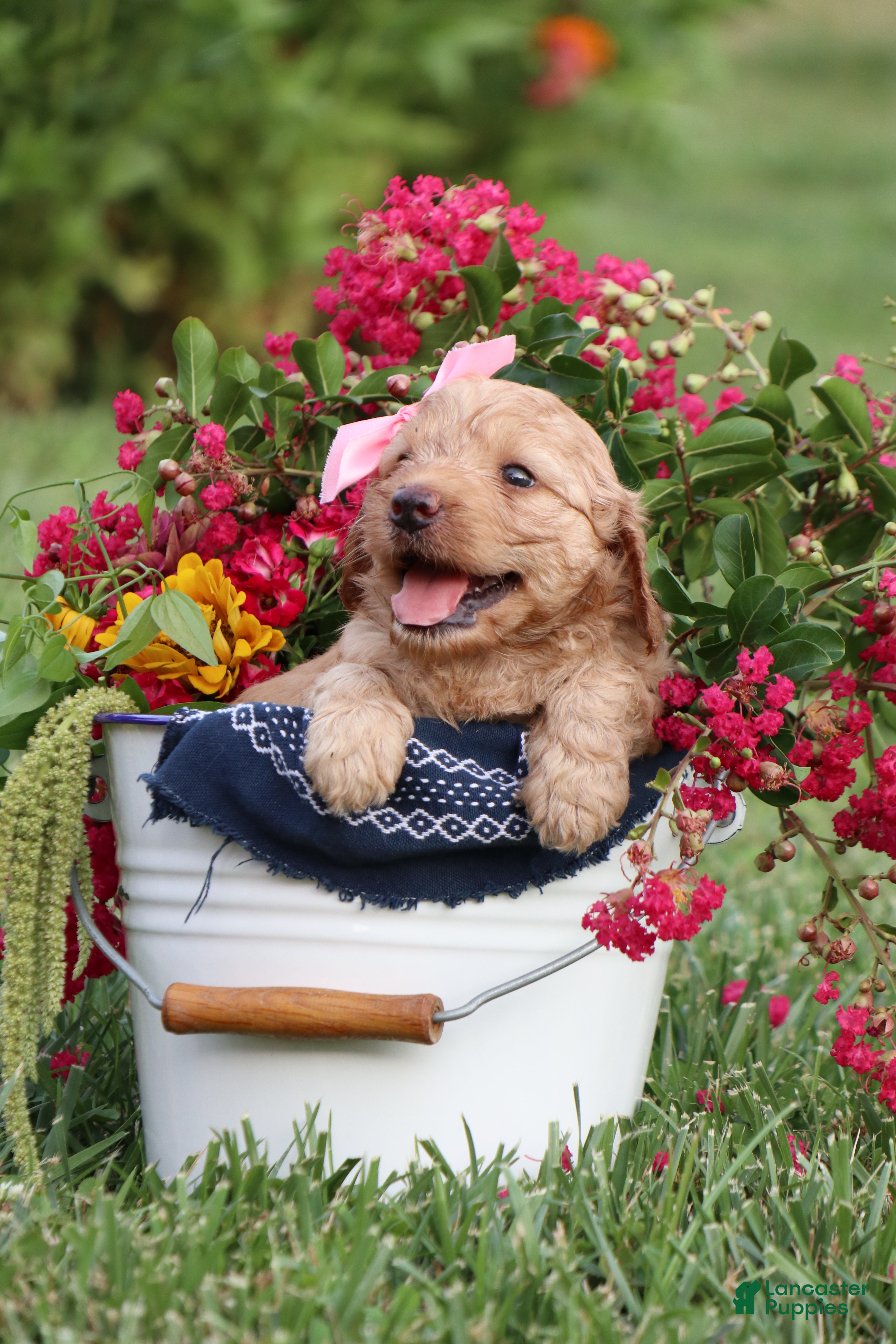 Mini Goldendoodle dogs Ally - Ad 2