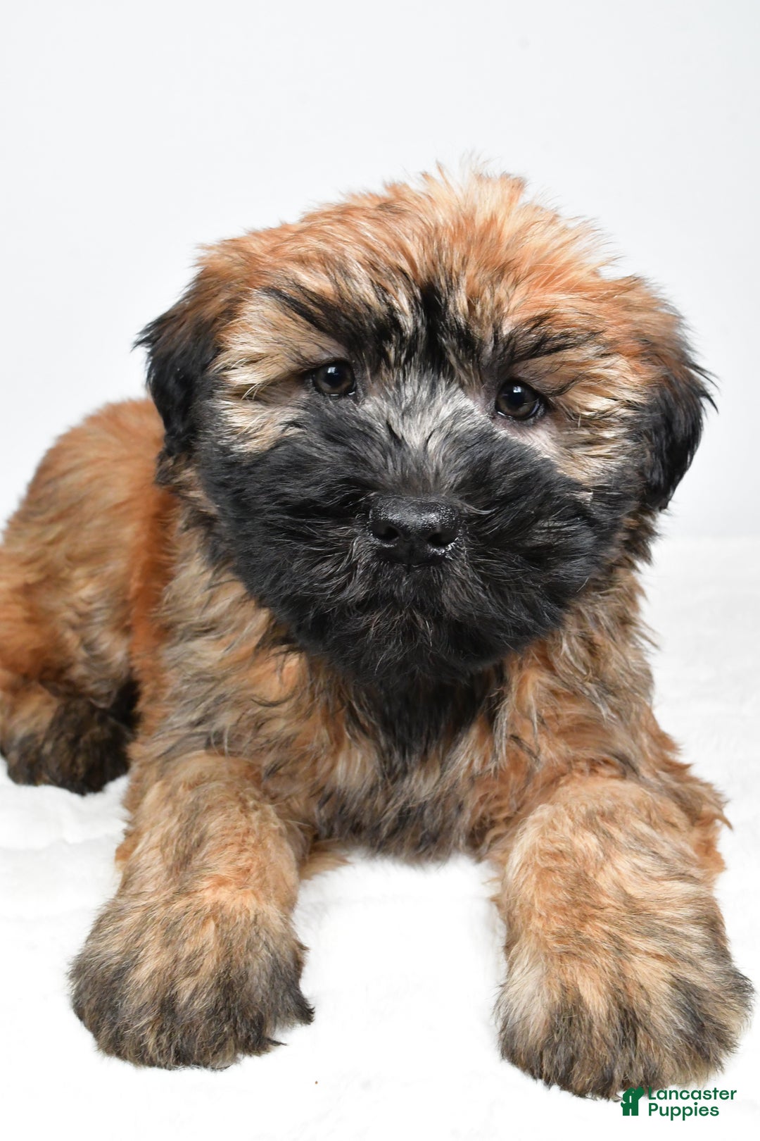 Soft Coated Wheaten Terrier dogs for sale: Sadie - Ad 5