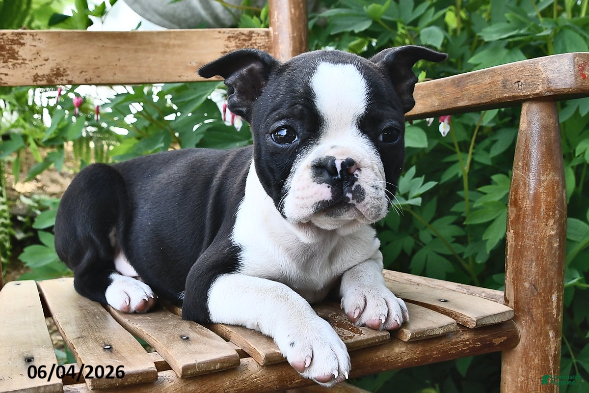 Boston Terrier dogs for sale: Lily - Ad 2