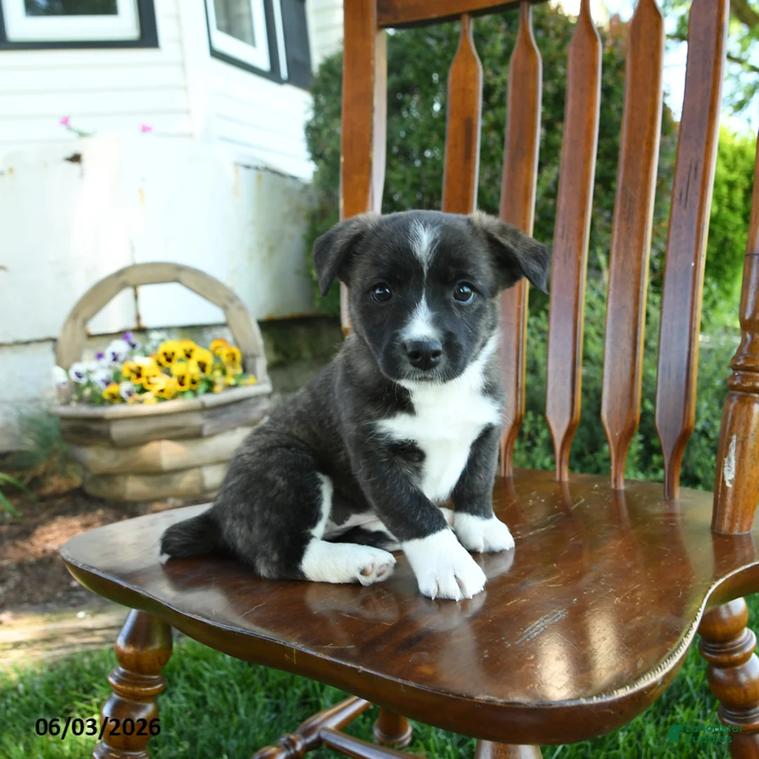 Mixed Breed dogs for sale: Jaylisa - Ad 1