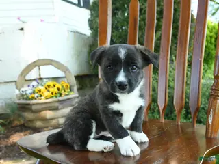 Mixed Breed dogs for sale: Jaylisa - Ad 3